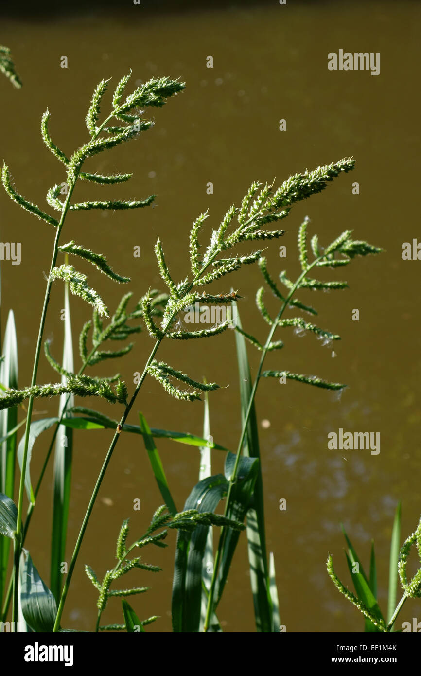 Flowering spikes of barnyard grass, Echinochloa crus-galli, a plant introduced into the UK and growing here on the banks of the Stock Photo