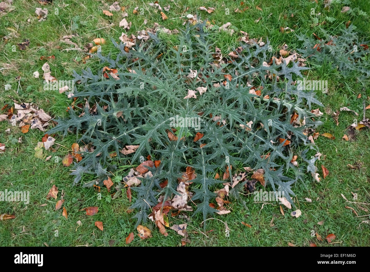 A rosette of spiny leaves of a spear thistle, Cirsium vulgare, on short grass meadow, Berkshire, October Stock Photo