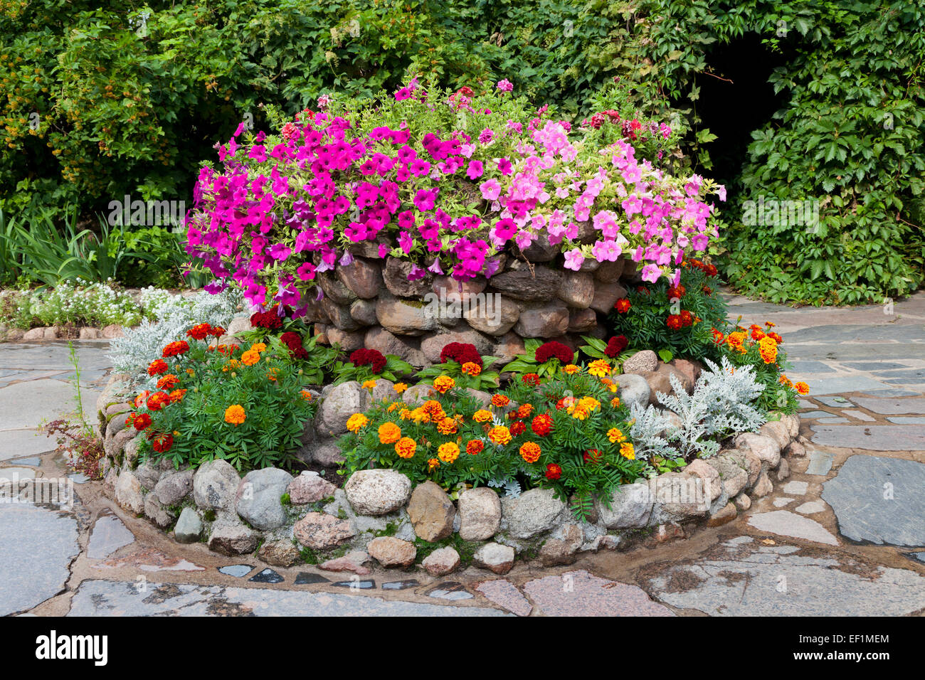 flower bed with petunia and marigold. Landscape design Stock Photo - Alamy