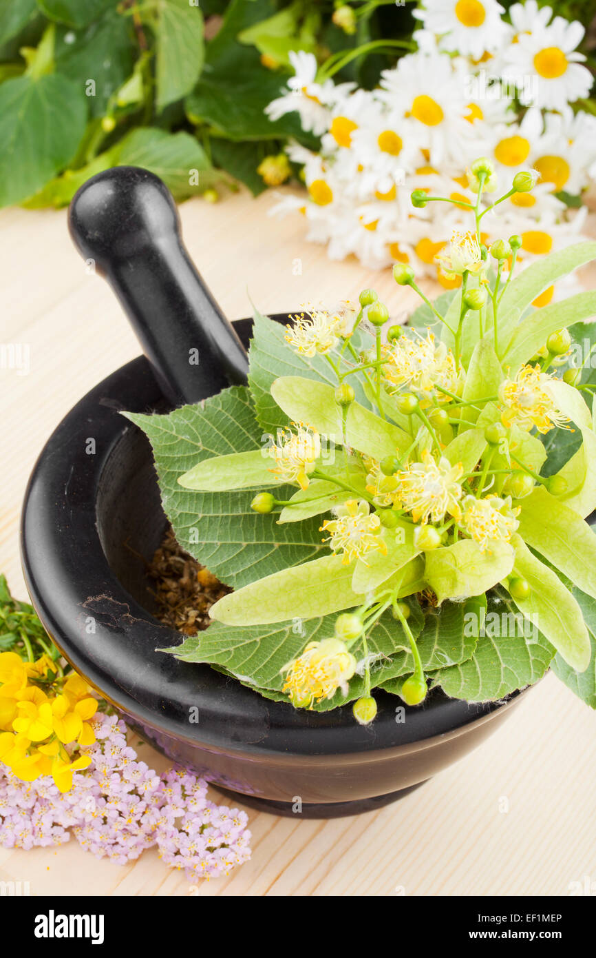 mortar and pestle with linden flowers, chamomille and milfoil, herbal medicine Stock Photo