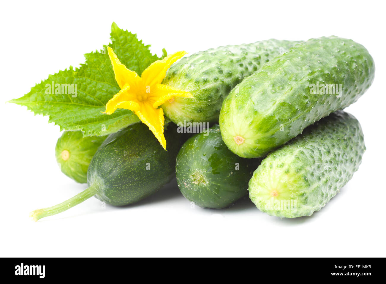 cucumbers with yellow flower and leaves Stock Photo Alamy