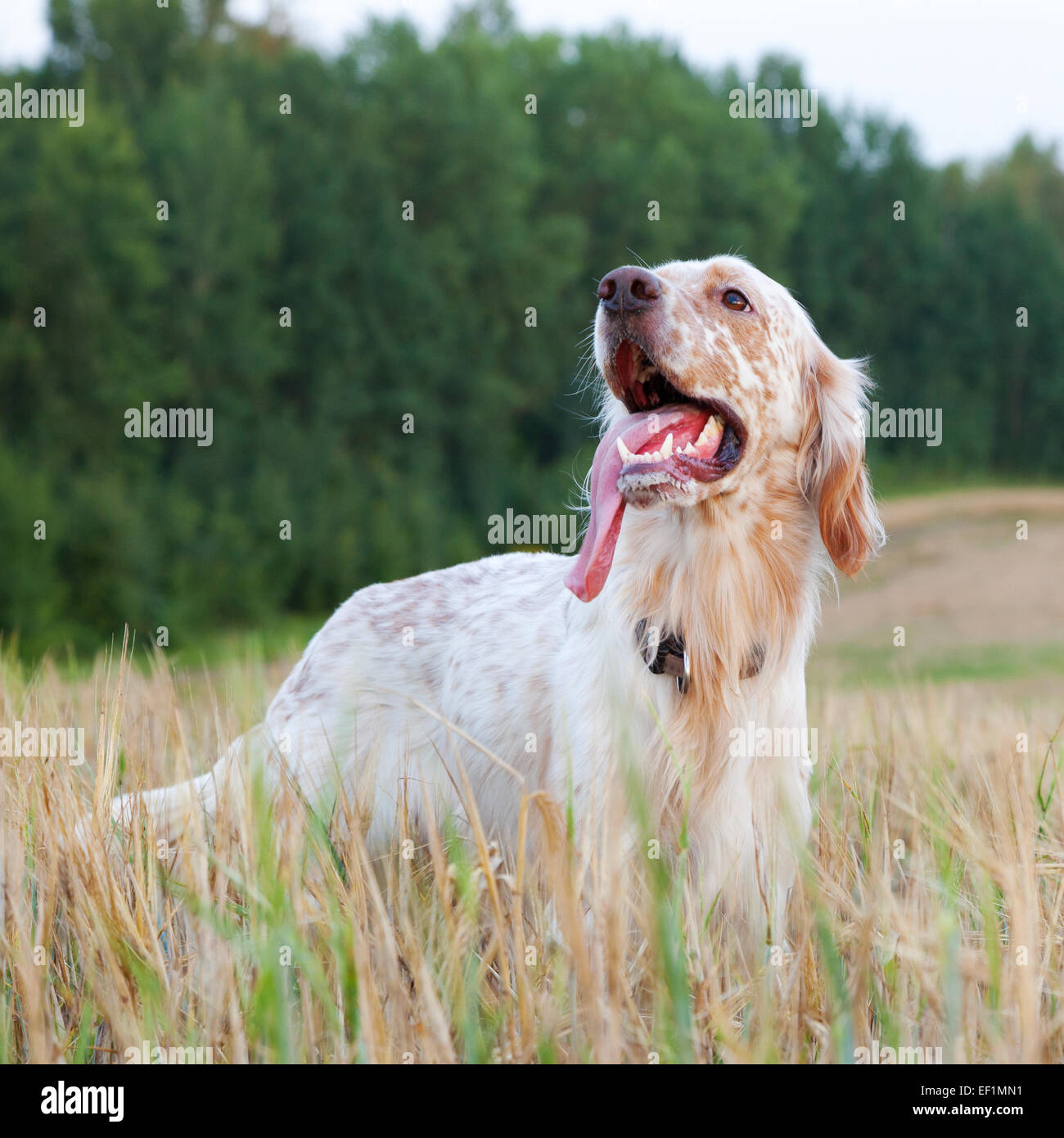 English setter with brown spots on wheat field Stock Photo
