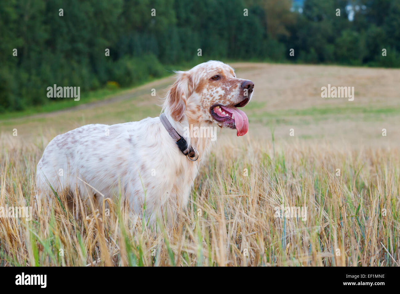 English setter with brown spots on wheat field Stock Photo