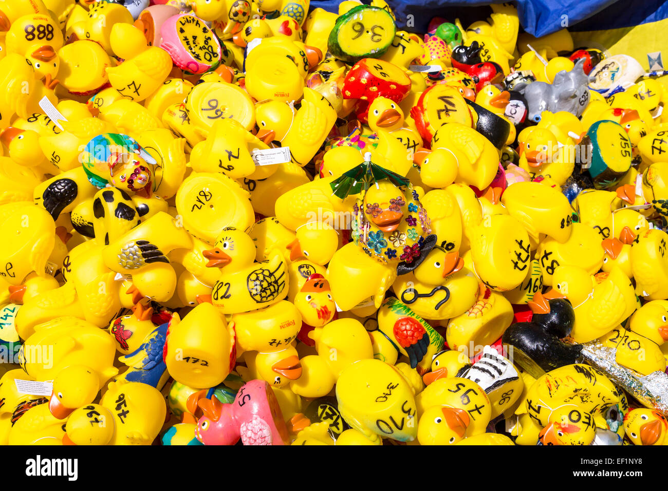 Rubber duck fun race on river Ruhr, individual styled rubber ducks by kids, Stock Photo