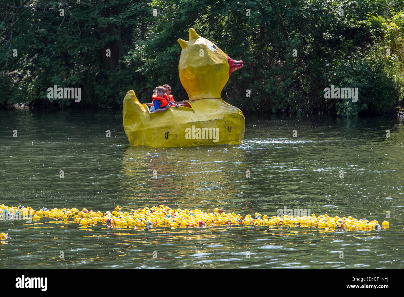 Rubber duck fun race on river Ruhr, individual styled rubber ducks by kids, Stock Photo