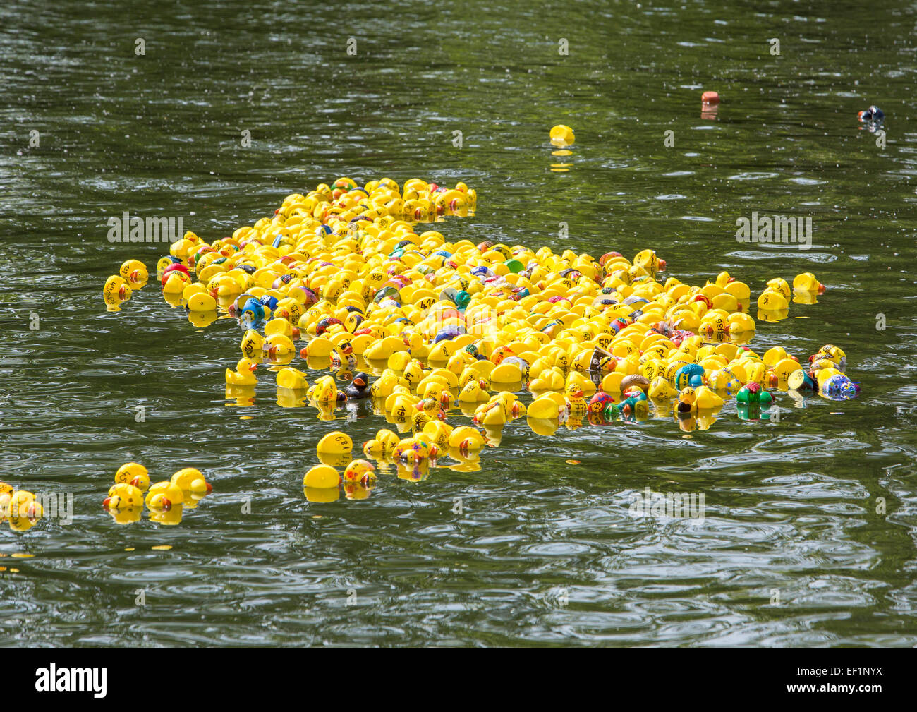 Rubber duck fun race on river Ruhr, individual styled rubber ducks by