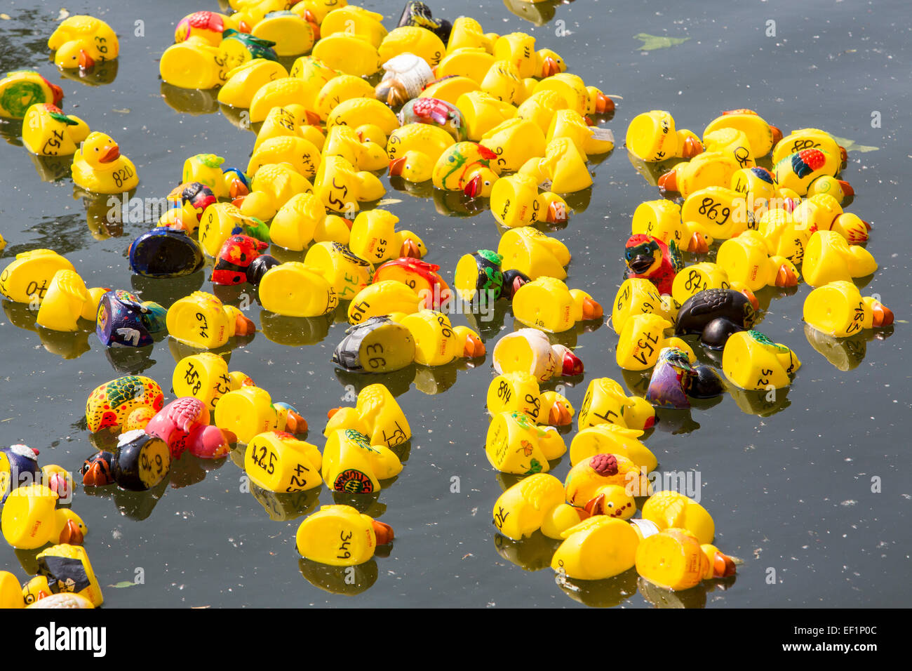 Rubber duck fun race on river Ruhr, individual styled rubber ducks by kids, Stock Photo