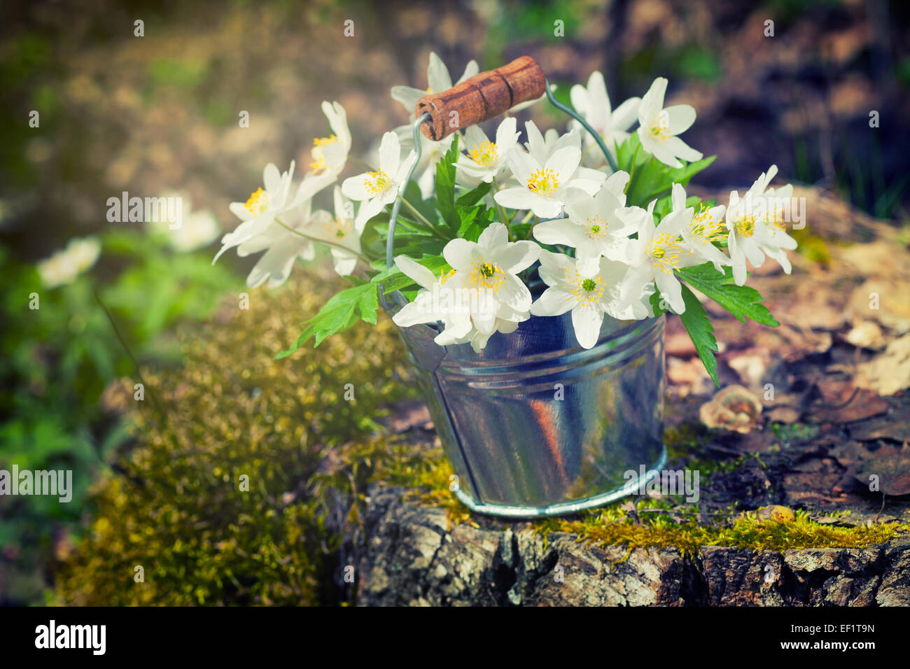 Wild spring flowers anemone in bucket on stump in forest. Retro stylized Stock Photo