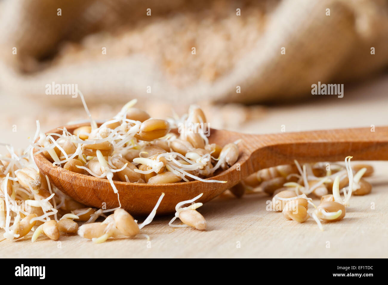 wheat sprouts in wooden spoon and hessian bag Stock Photo