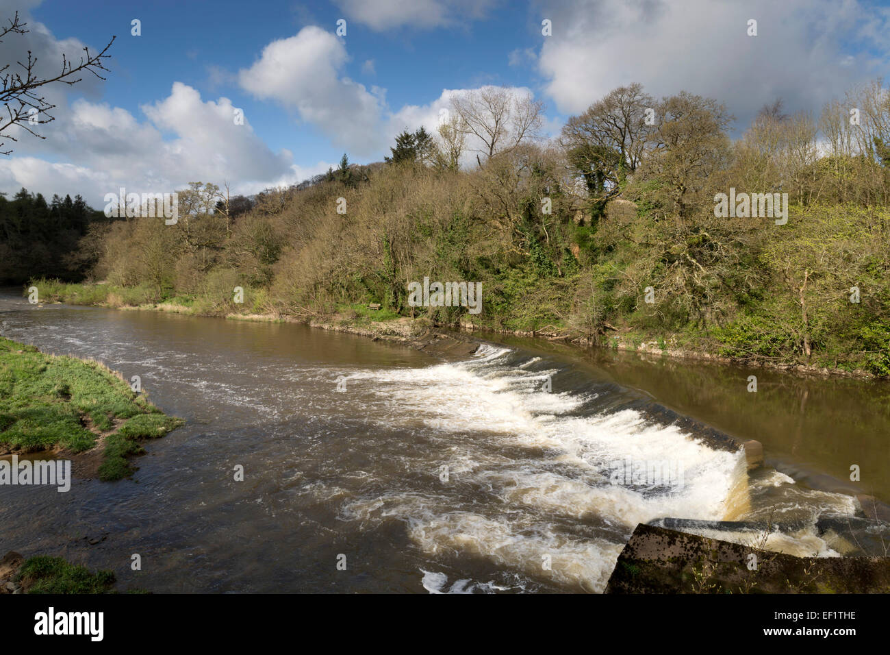 River Torridge; from Tarka Trail; Devon; UK Stock Photo - Alamy