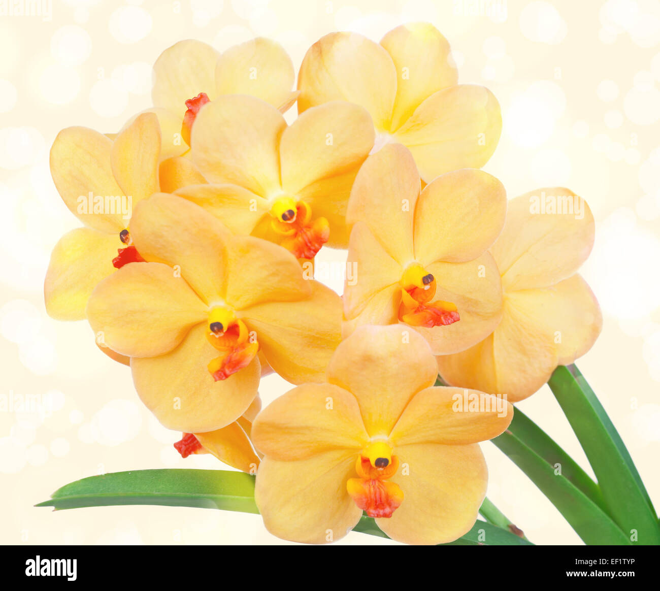 Bright yelloww flowers of an orchid vanda on a yellow background Stock Photo