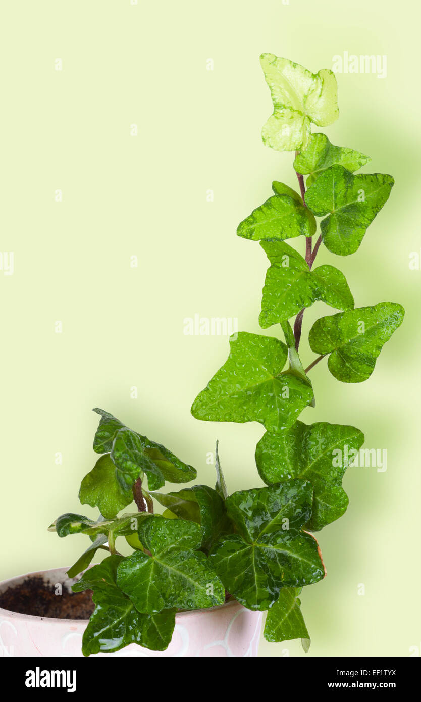 Ivy in a ceramic pot on a green background Stock Photo