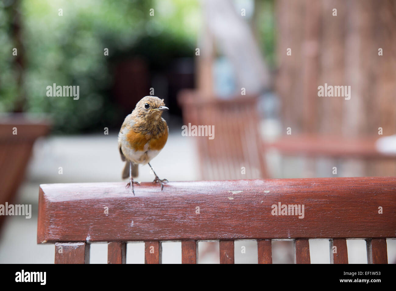 Robin ; Erithacus rubecula Single in Trebah Garden Cafe Cornwall; UK Stock Photo