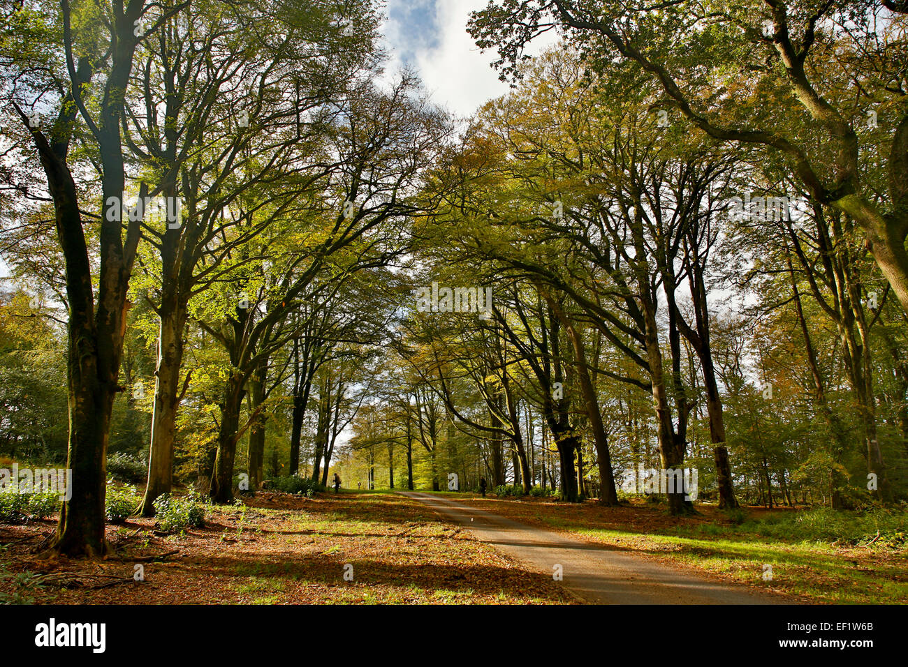 Avenue of Trees Autumn Lanhydrock; Cornwall; UK Stock Photo