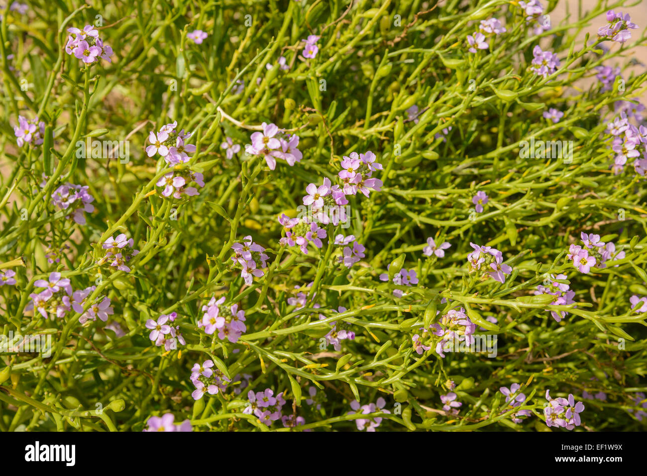 Sea Rocket, Cakile maritima, wildflower on sand dunes, Beadnell Bay, Northumberland, England Stock Photo
