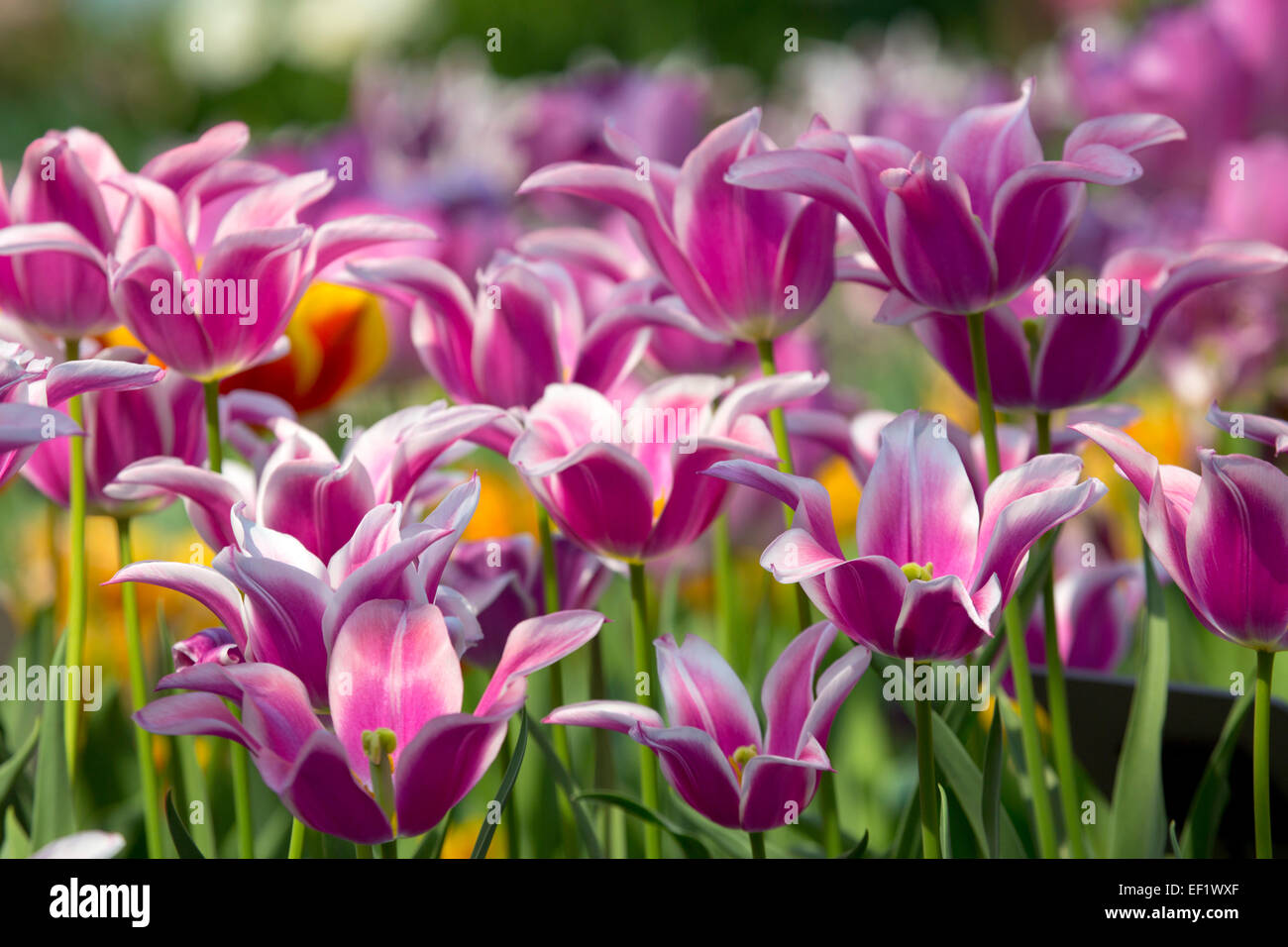Tulip Ballade High Resolution Stock Photography And Images Alamy