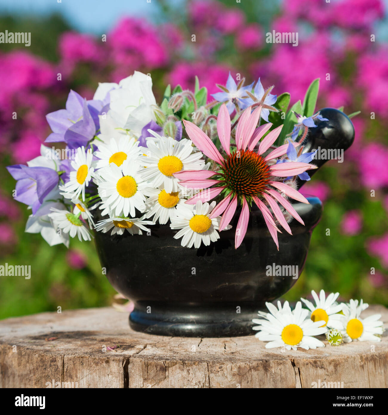 black mortar with healing herbs in garden, herbal medicine Stock Photo