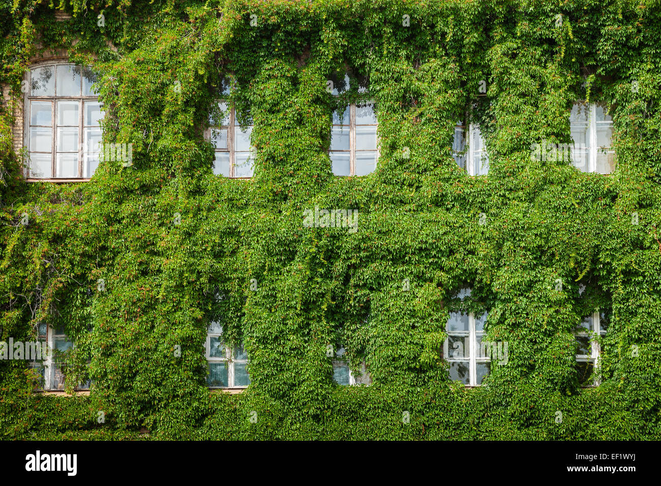 windows on home wall covered with ivy leaves Stock Photo