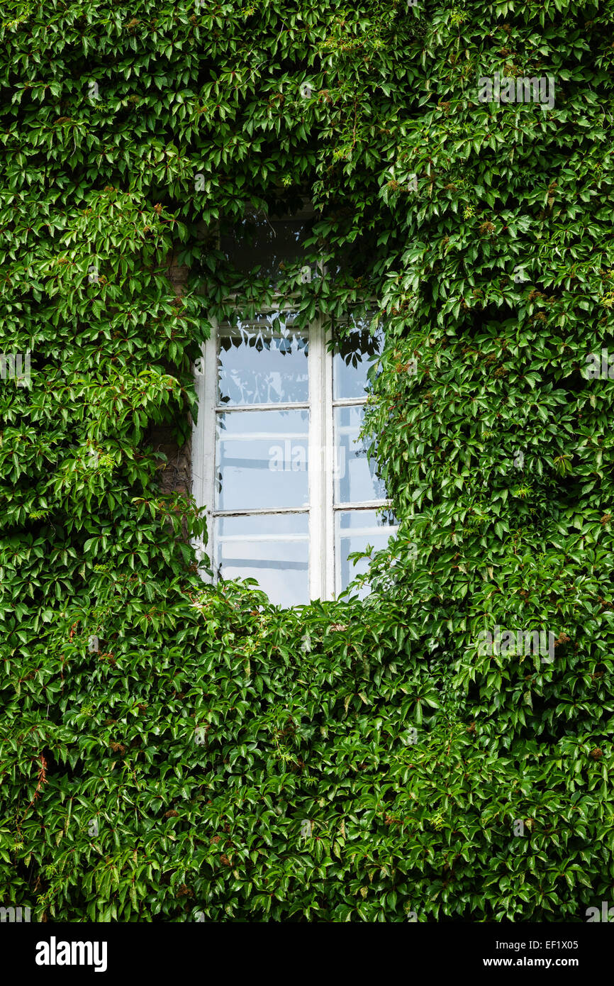 window and wall covered with ivy leaves Stock Photo