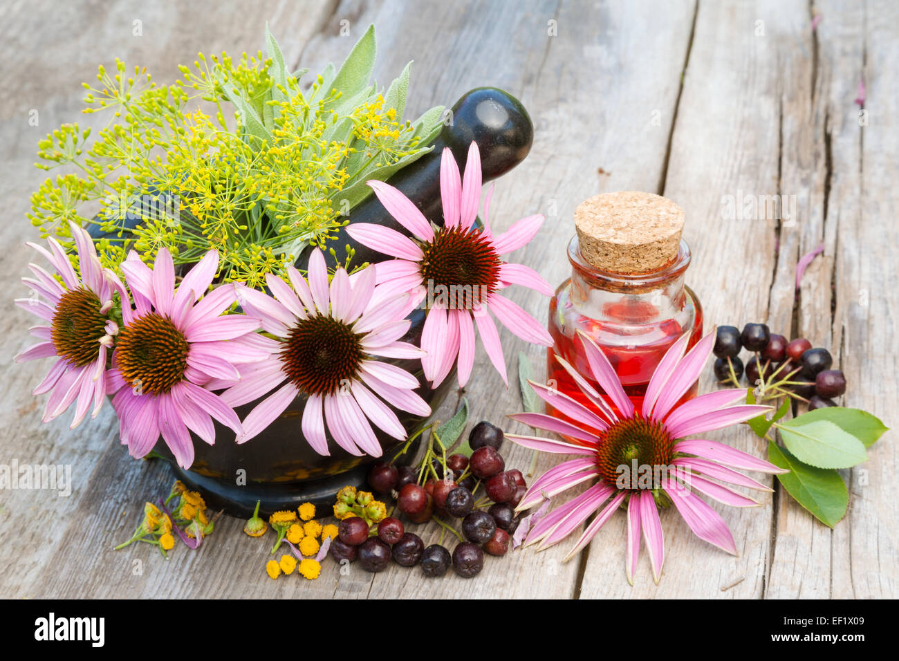 coneflowers in mortar and vial with essential oil in garden, herbal medicine Stock Photo