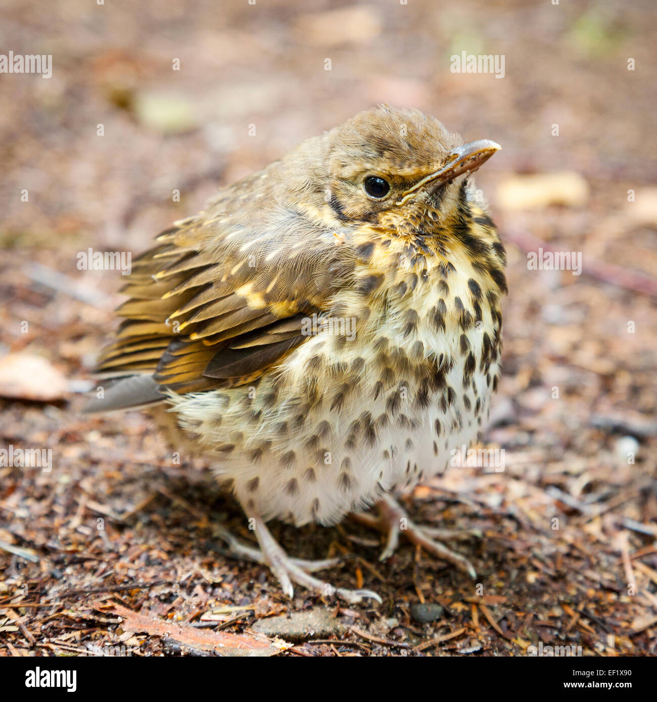 Throstle fledgling, song thrush on forest ground Stock Photo