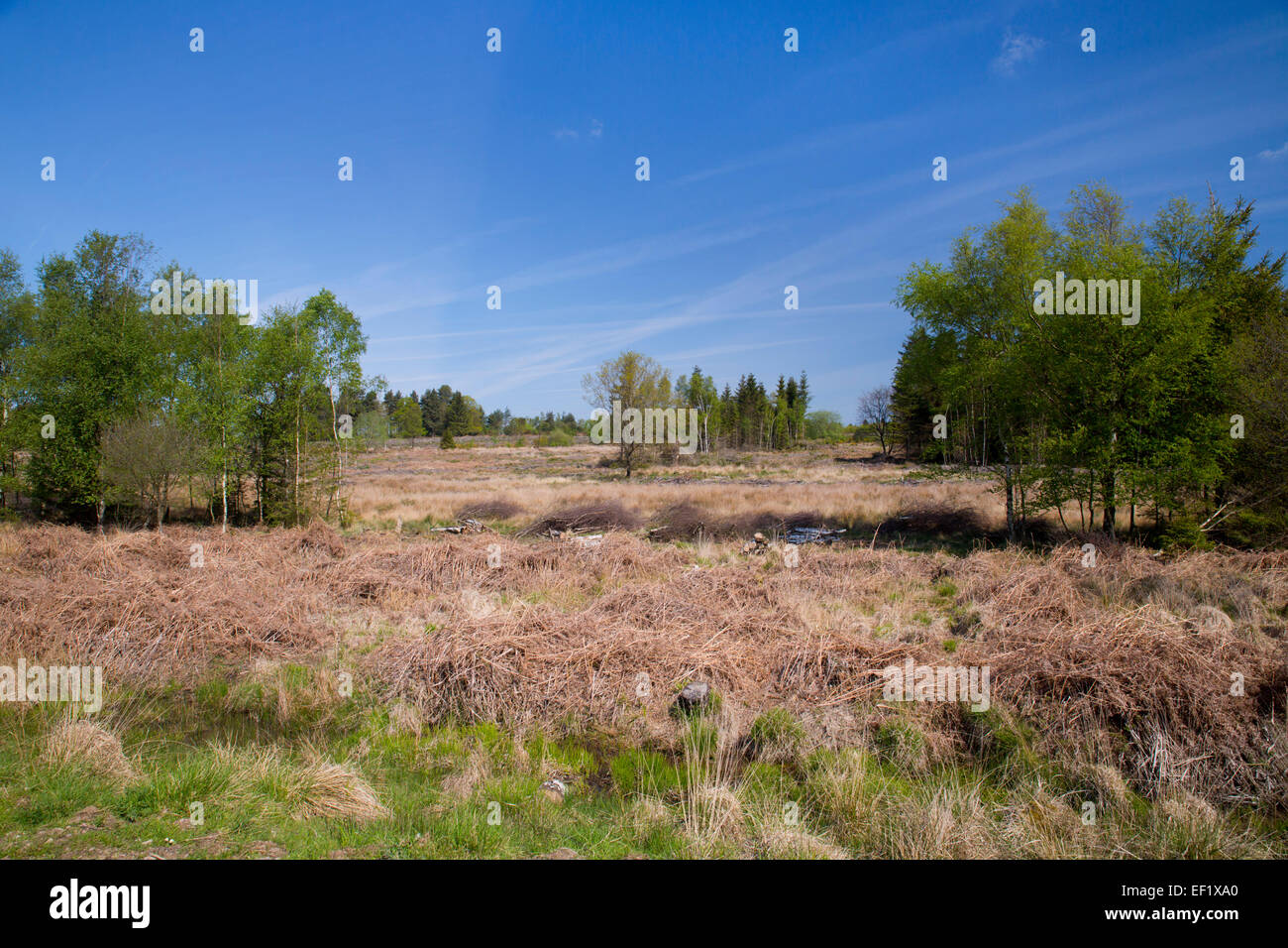 Woorgreens Nature Reserve Forest of Dean Gloucestershire; UK Stock Photo