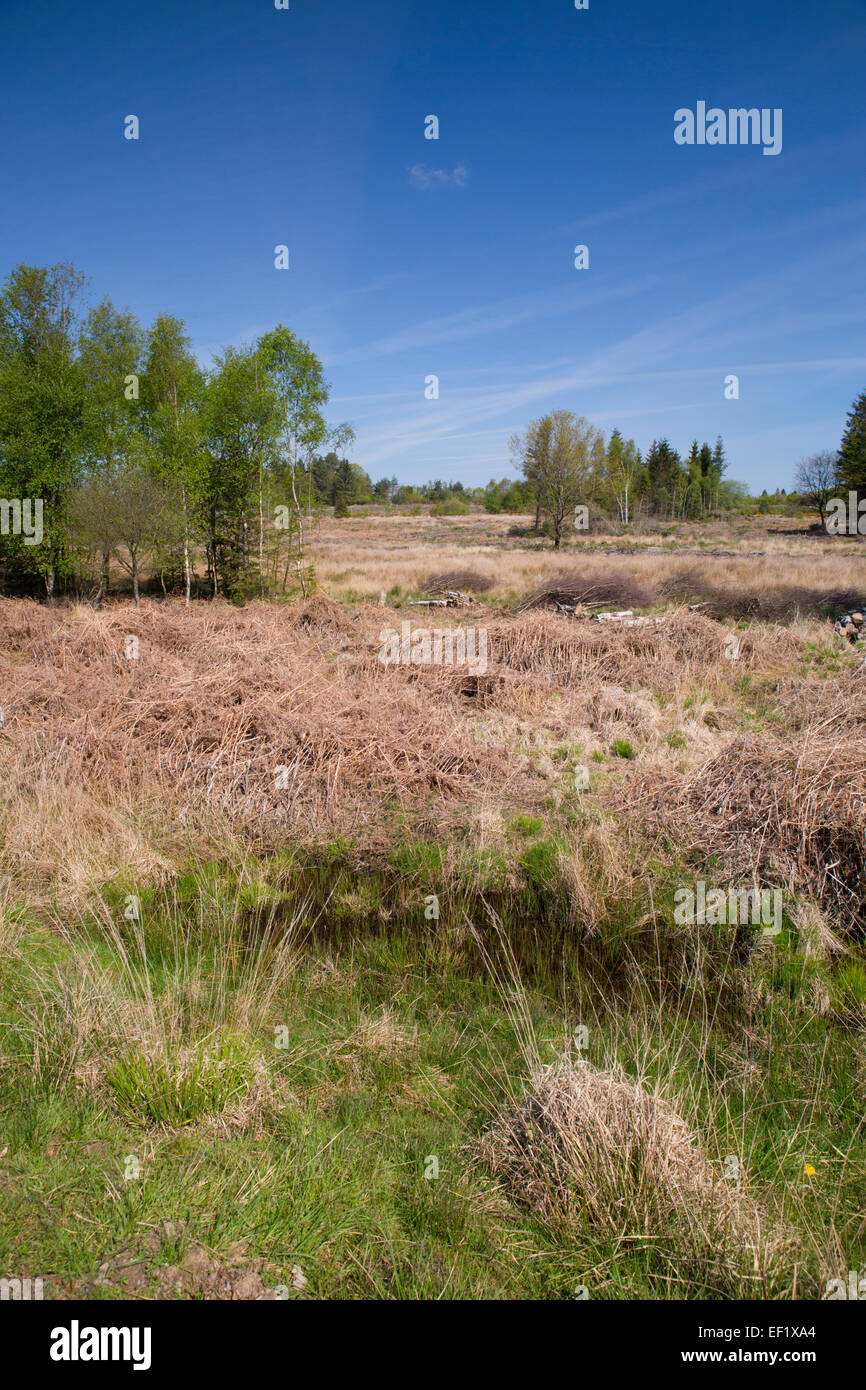 Woorgreens Nature Reserve Forest of Dean Gloucestershire; UK Stock Photo