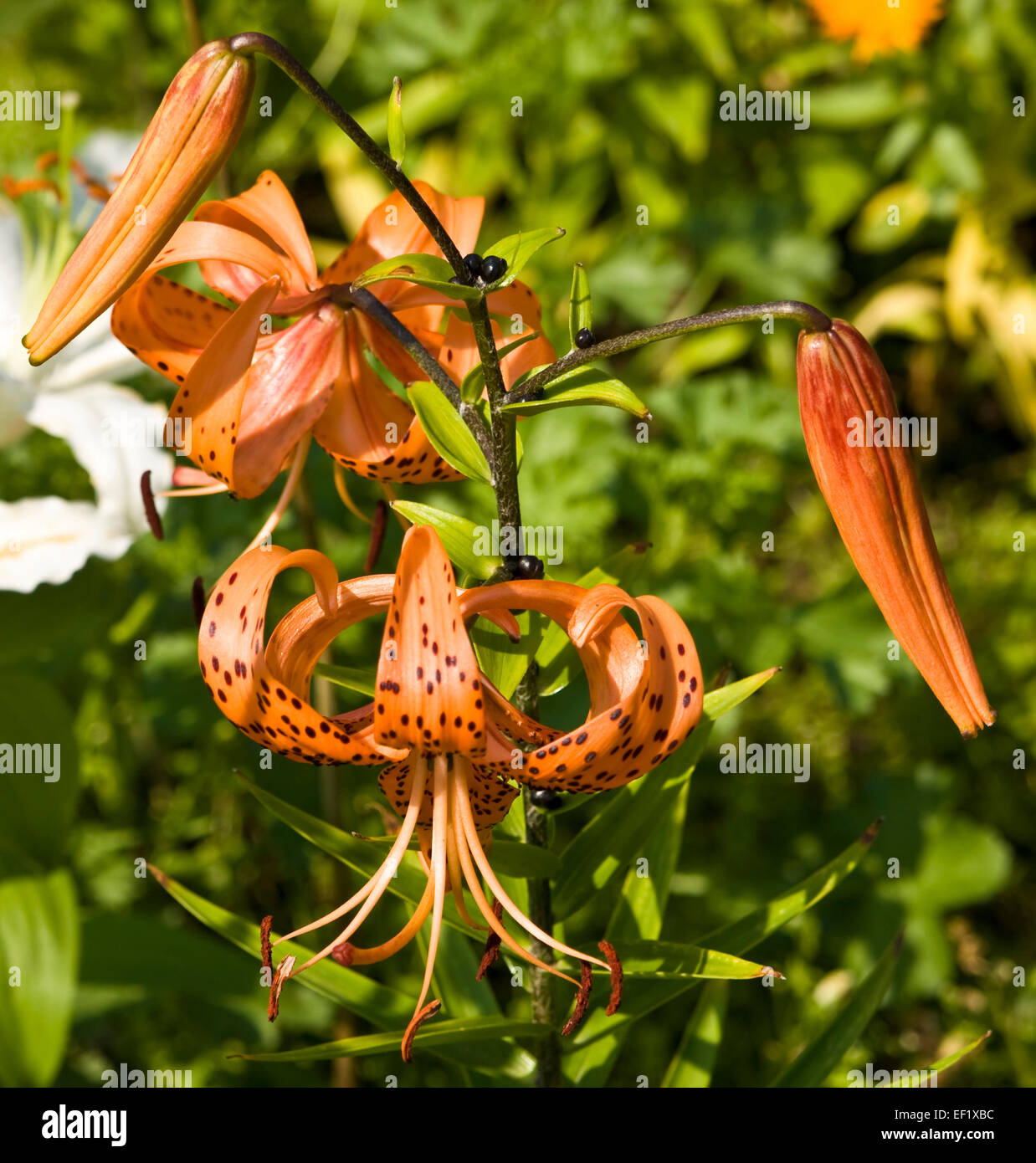 Orange lily with black spots (Tiger lily Stock Photo - Alamy