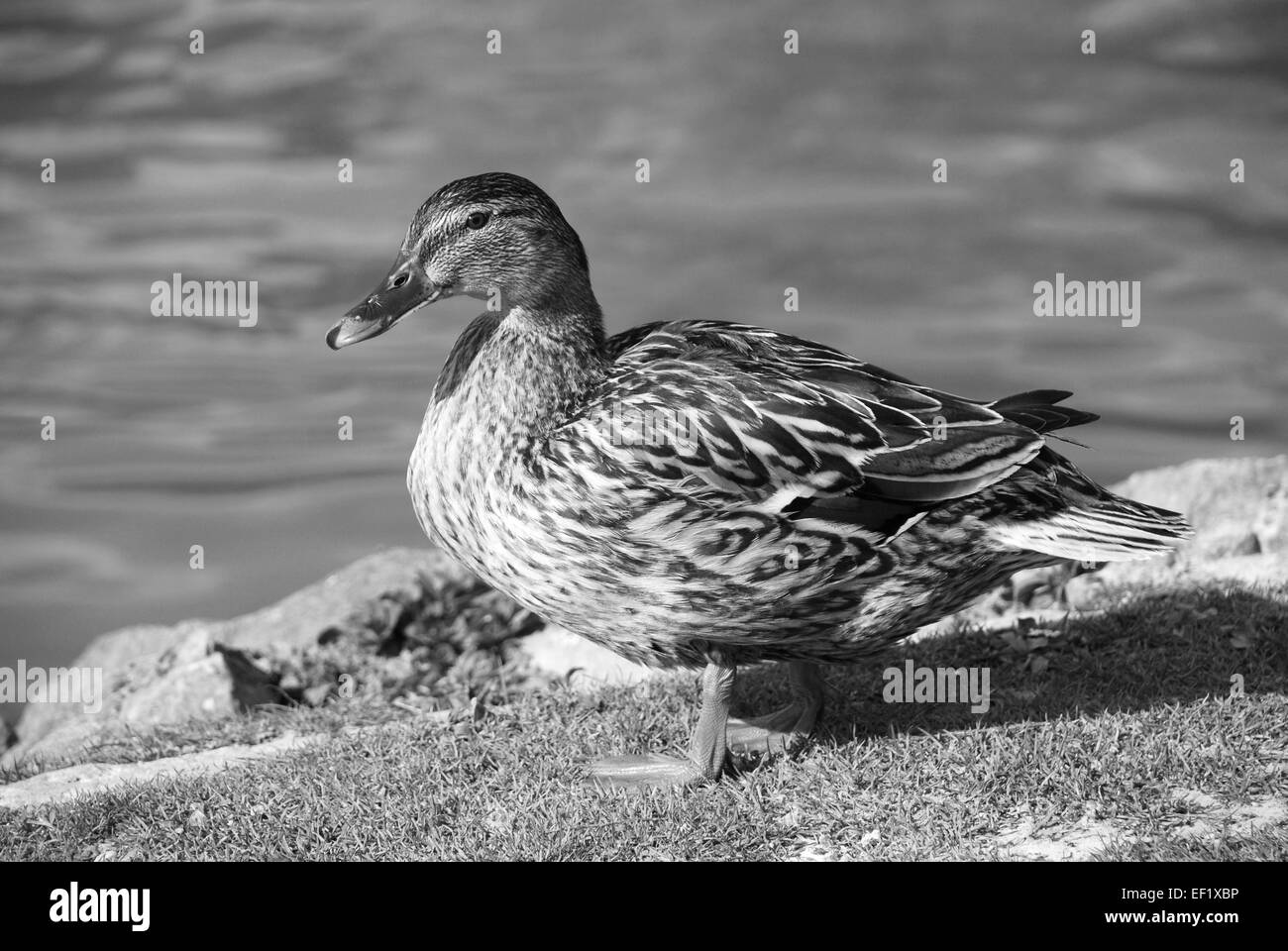 Female mallard duck standing on grass by the water's edge - monochrome processing Stock Photo