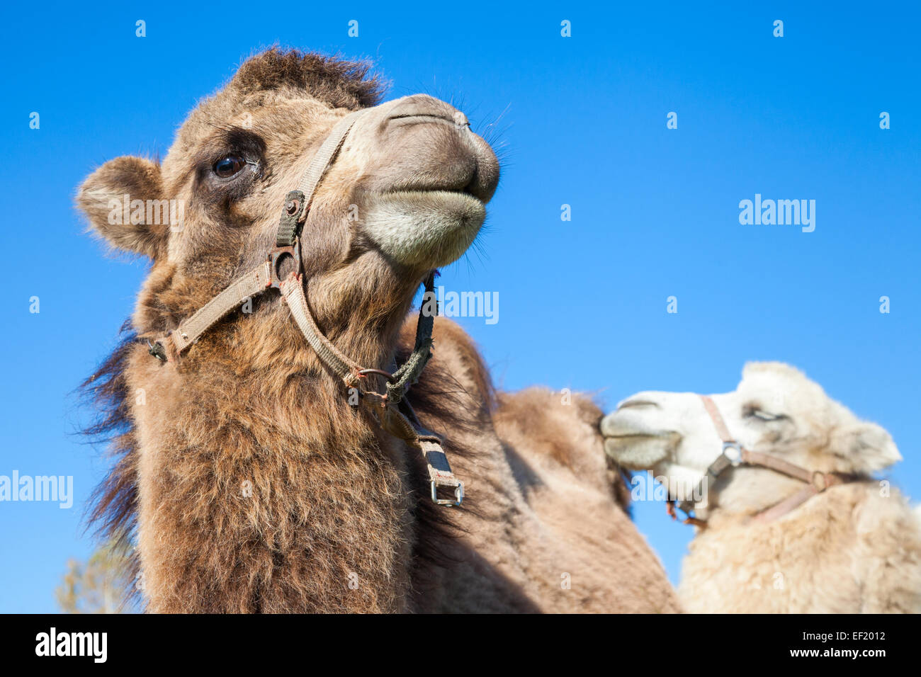couple of cute dromedary camels Stock Photo