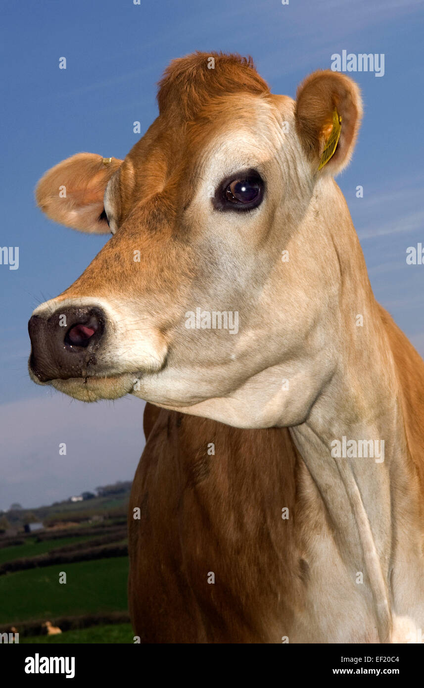 Jersey Cow On A Farm In Cornwall Used For The Quality Of Its Milk Used For Dairy Products Cream Cheese Ice Cream A Uk Farming Stock Photo Alamy