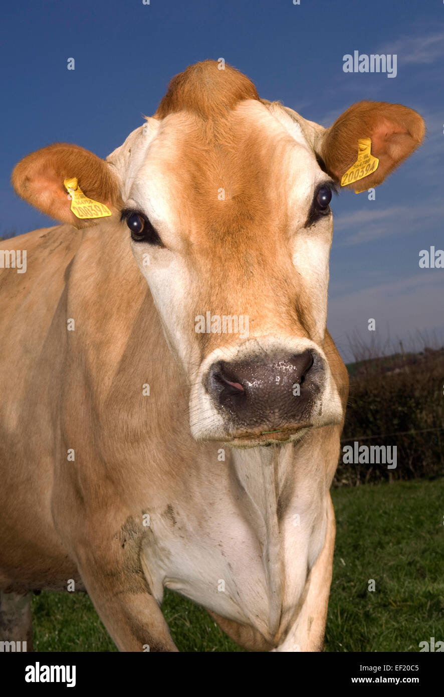 Jersey cow on a farm in Cornwall,used for the quality of its milk used for  dairy products,cream,cheese,ice-cream.a UK farming Stock Photo - Alamy
