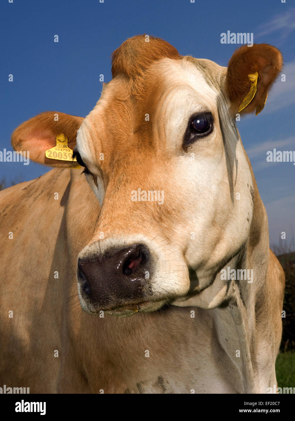 Jersey cow on a farm in Cornwall,used for the quality of its milk used for  dairy products,cream,cheese,ice-cream.a UK farming Stock Photo - Alamy