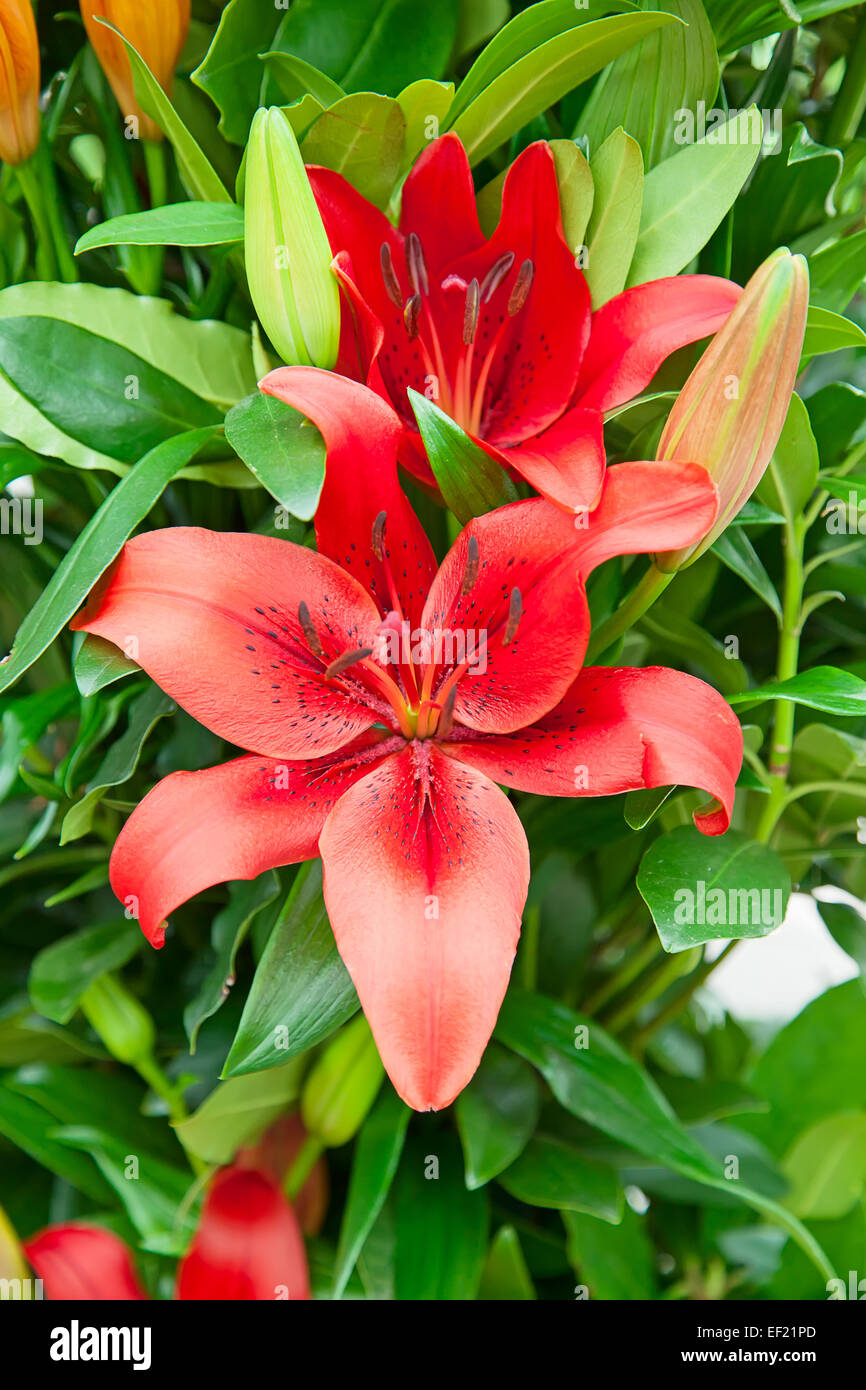 Blossoming lilies in the garden Stock Photo Alamy