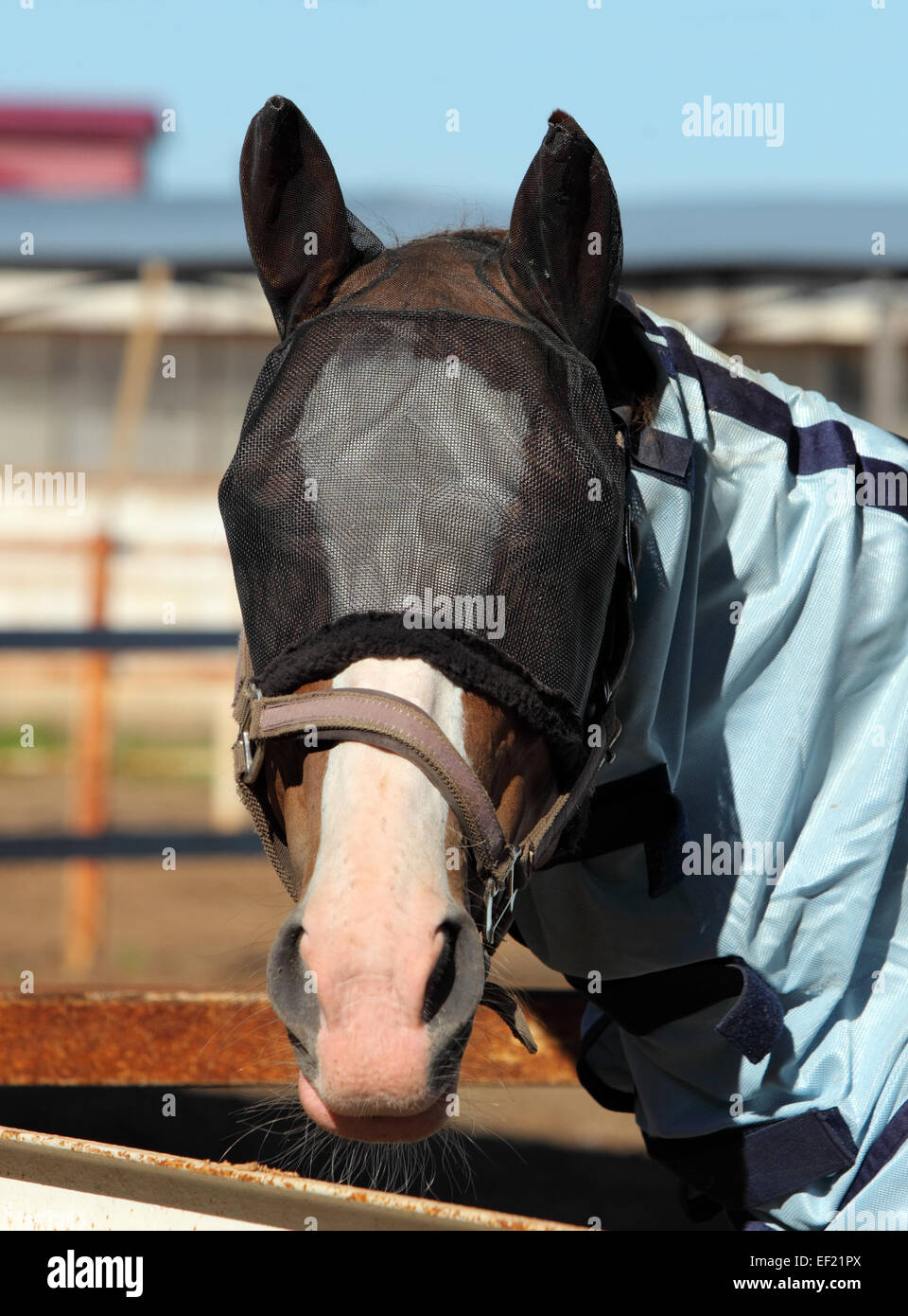 Thoroughbred horse in a protective fly mask in stud farm Stock Photo