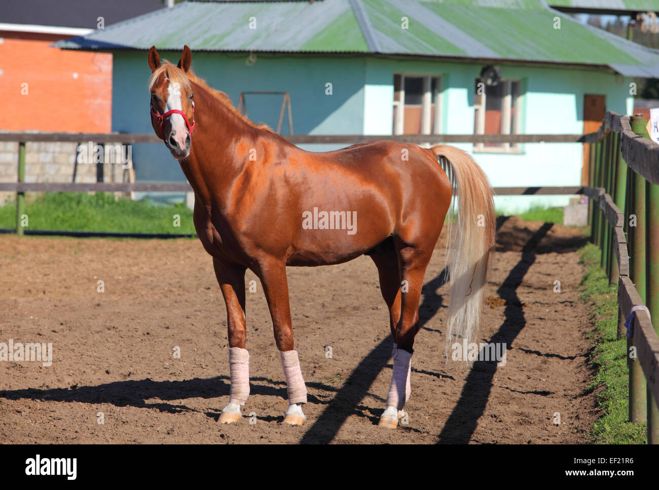 Red arabian horse with red halter Stock Photo