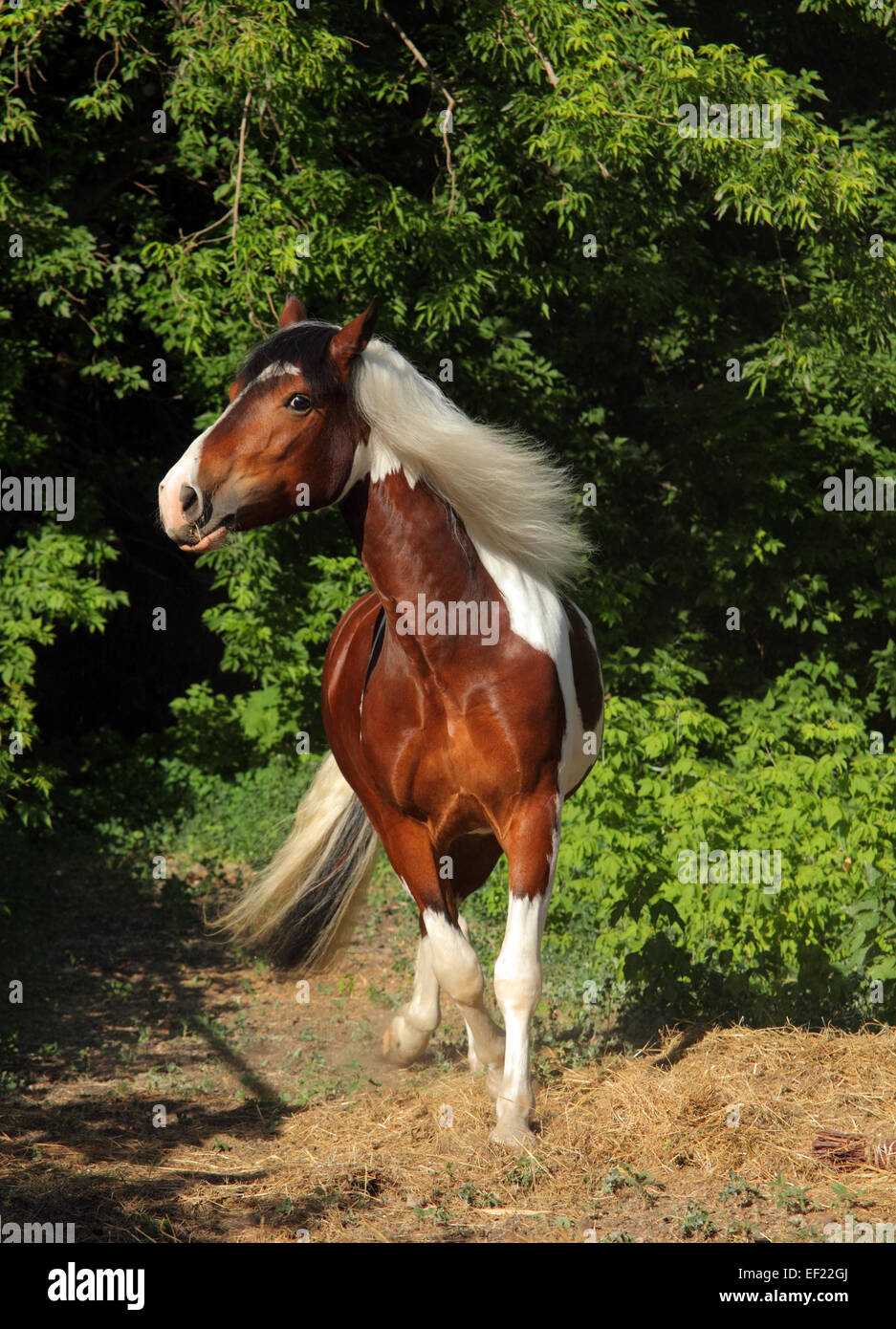 Tinker horse hires stock photography and images Alamy
