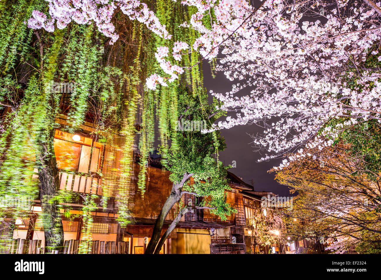 Spring foliage in Kyoto, Japan at night. Stock Photo