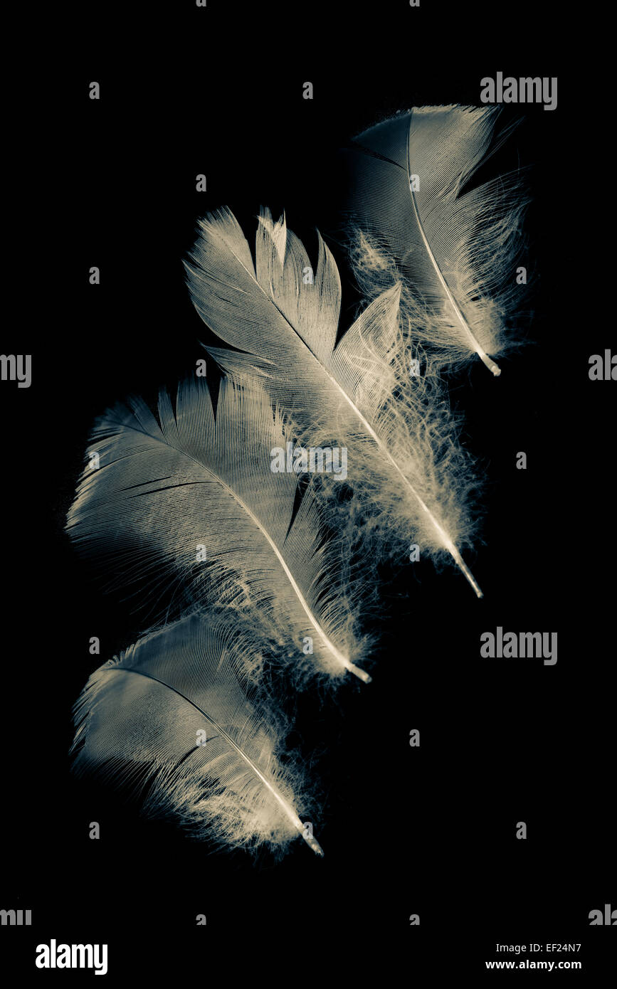 Fluffy feathers on black background Stock Photo - Alamy