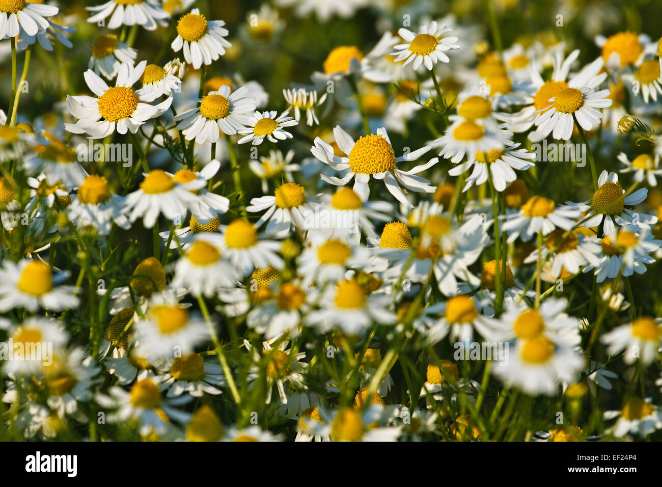 Field chamomile hi-res stock photography and images - Alamy