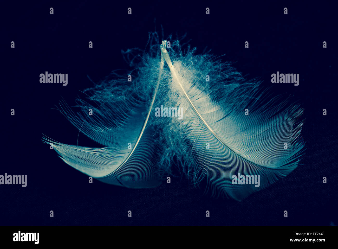 Fluffy feathers on black background Stock Photo - Alamy