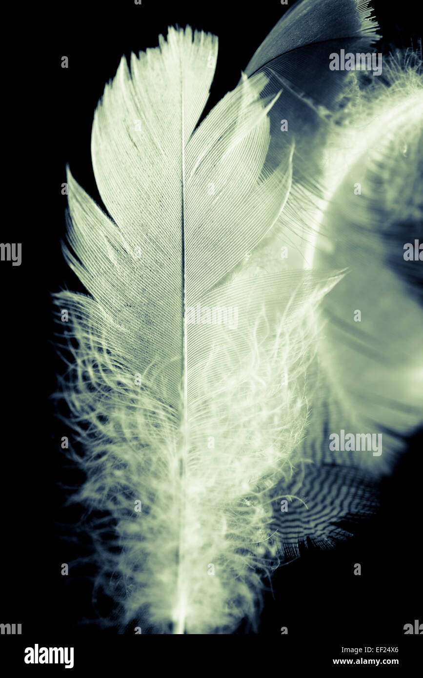 Fluffy feathers on black background Stock Photo - Alamy