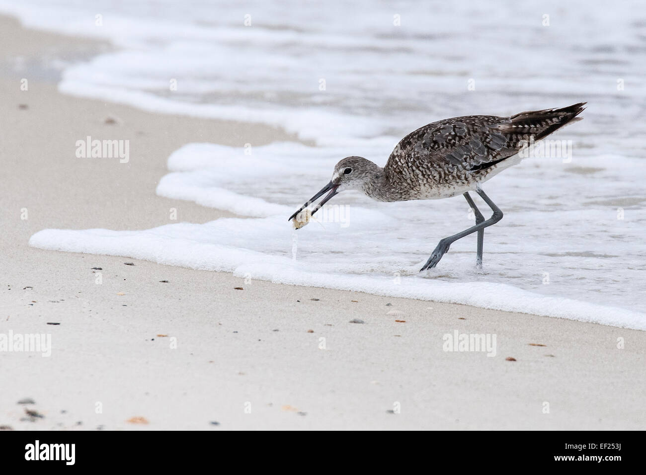 A long-billed dowitcher carrying a small crab that it has just caught Stock Photo