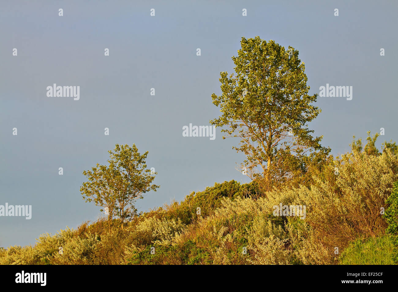 Trees on a cliff. Stock Photo