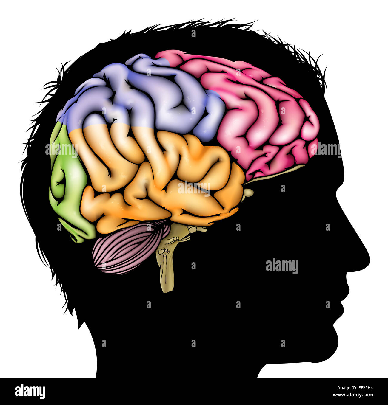 A mans head in silhouette with a sectioned brain. Concept for mental, psychological, brain development, learning and education o Stock Photo