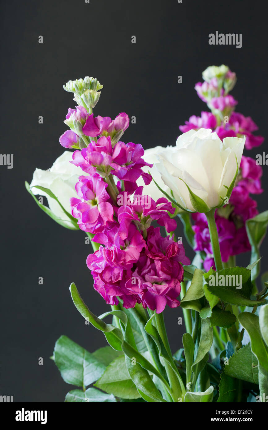 Matthiola incana - Brompton stock and white roses against a black background Stock Photo