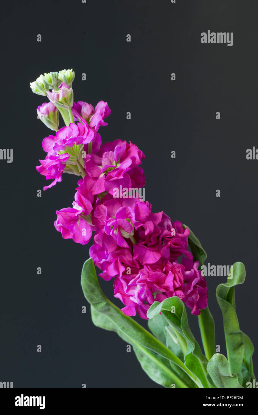 Close up of  Matthiola incana - Brompton stock in flower against a black background Stock Photo