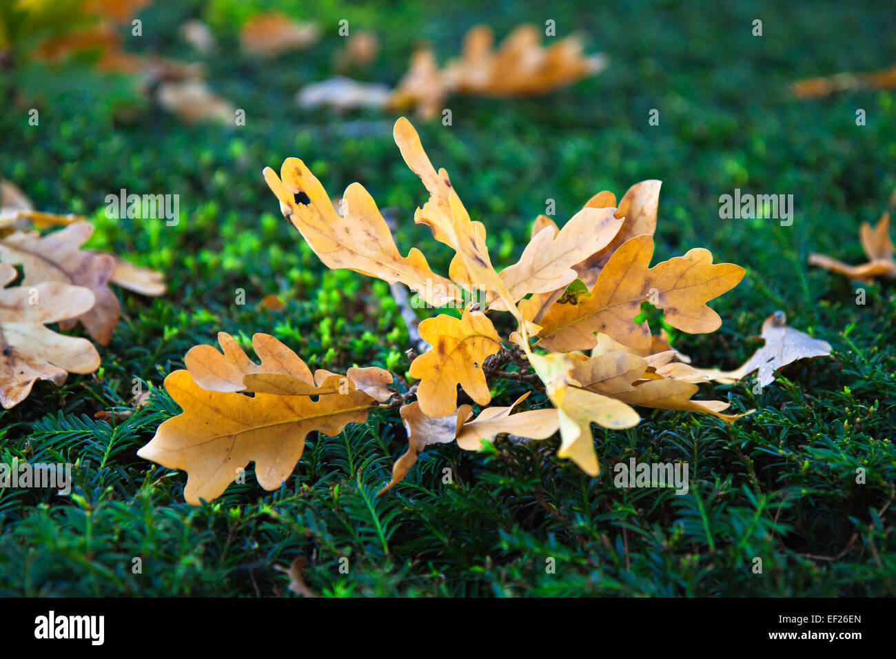 Autumn foliage on a hedge. Stock Photo