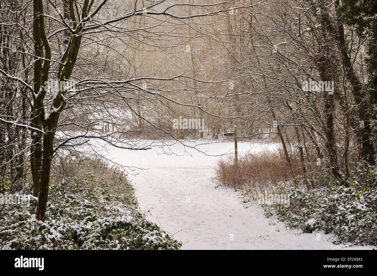 Snowy trees and footpath sign at Lymefield in the village of
