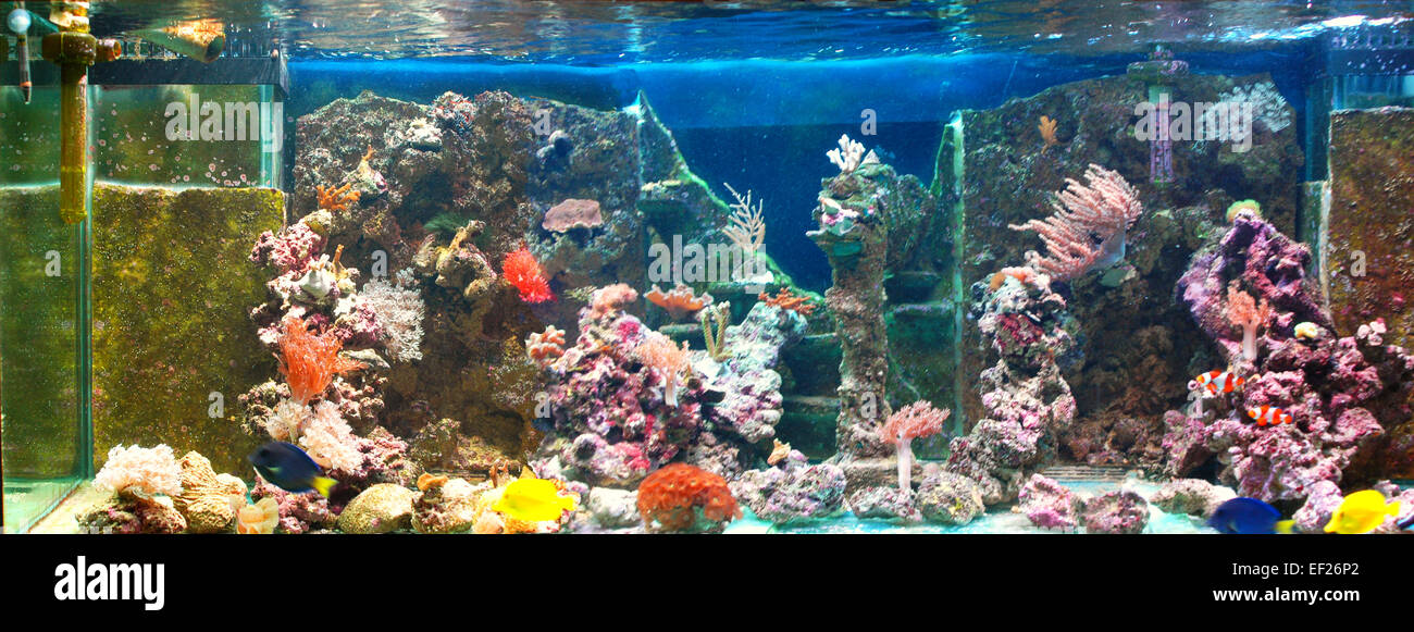 Curated visual reference: Visual Reference: Tropical Salt Water Tank With Corals And Fish Stock Photo